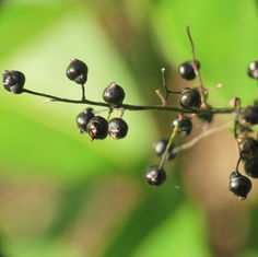 Smallcane (Lasiacis divaricata)