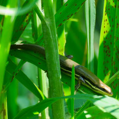 Southern Sierra Madre Skink (Marisora aquilonaria)