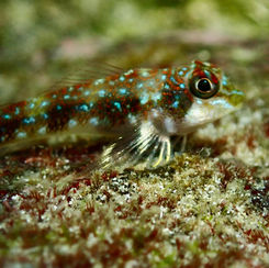 Carmine Triplefin (Axoclinus storeyae)