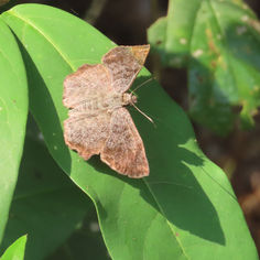 Common Spurwing (Antigonus erosus) - Male