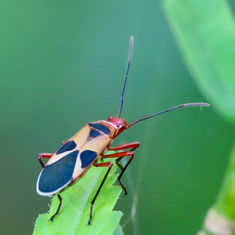 Turk's Red Cap Bug (Dysdercus concinnus)