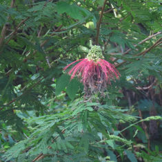 Tree Calliandra (Calliandra houstoniana)