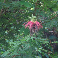 Tree Calliandra (Calliandra houstoniana)