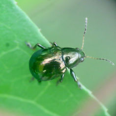 Genus Typophorus