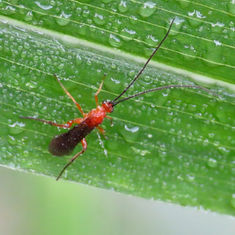 Genus Bracon - Braconid Wasps
