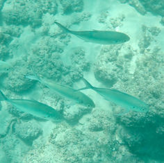 Green Jack (Caranx caballus)