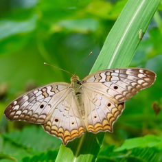 White Peacock (Anartia jatrophae)