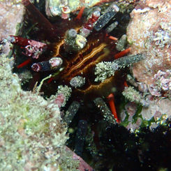Slate Pencil Urchin (Eucidaris thouarsii )