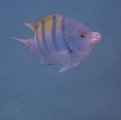 Panamic Sergeant Major (Abudefduf troschelii)