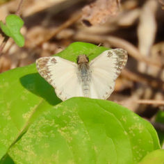 Turk's-cap White-Skipper (Heliopetes macaira)
