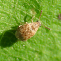 Pea and Bean Weevil (Genus Acanthoscelides)