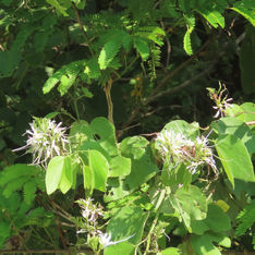 Pom Pom Orchid Tree (Bauhinia divaricata)