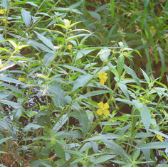 Mexican Primrose-Willow (Ludwigia octovalvis)