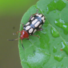 Disonycha scriptipennis