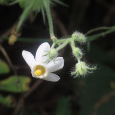 Balsam Apple (Genus Echinopepon)
