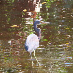 Tricoloured Heron (Egretta tricolor)