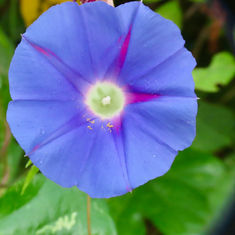 Japanese Morning (Glory Ipomoea nil)
