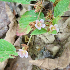 Hornbeam Leaved Melochia (Melochia nodiflora)