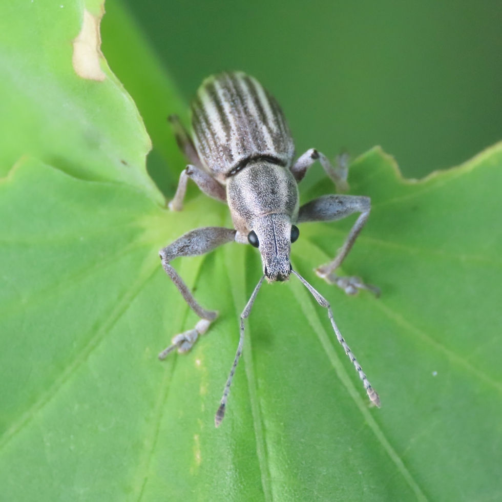 True Weevils