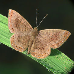Genus Calephelis - Metalmark Butterfly