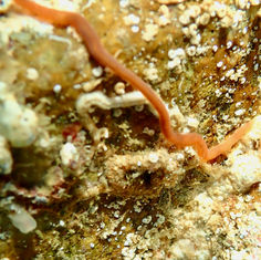 Syllidae (Family) Polychaete Worm