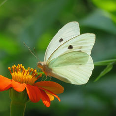 Giant White (Ganyra josephina)