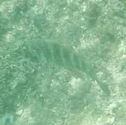 Mexican Nightsergeant (Abudefduf declivifrons)