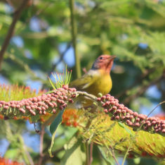 Nashville Warbler (Leiothlypis ruficapilla)