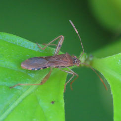 Burtinus - Broad-headed Bug