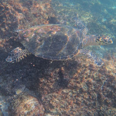 Hawksbill Sea Turtle (Eretmochelys imbricata)