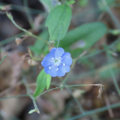 Tropical Speedwell (Evolvulus alsinoides)