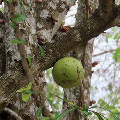 Winged Calabash (Crescentia alata)