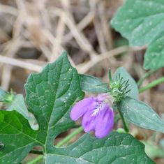 Runyon's Water Willow (Justicia runyonii)