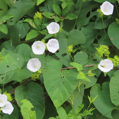 Jacquemontia mexicana