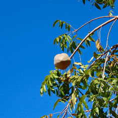 Honduras Mahogany (Swietenia humilis)