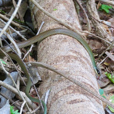 Speckled Racer Snake (Drymobius margaritiferus)