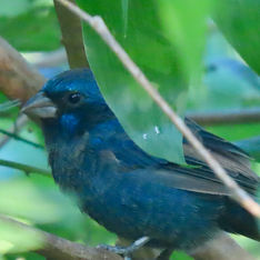 Blue Bunting (Male)