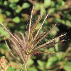Windmill Grass (Genus Chloris)