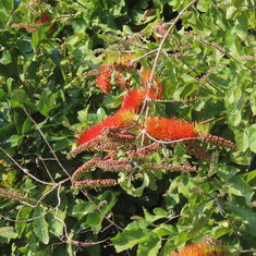 Bushwillow (Combretum farinosum)