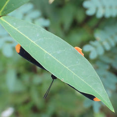 Red-bordered Pixie (Melanis pixe)