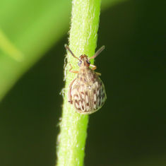 Pea and Bean Weevil (Genus Acanthoscelides)