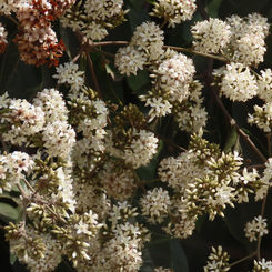 Spanish Elm (Cordia alliodora)