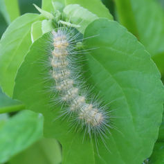Genus Stictocompe - Tiger Moth - Caterpillar