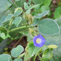 Ipomoea meyeri