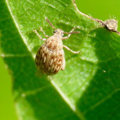Pea and Bean Weevil (Genus Acanthoscelides)