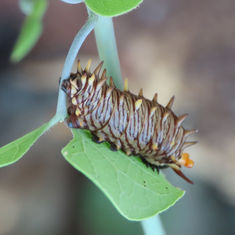 Polydamas Swallowtail (Battus polydamas)