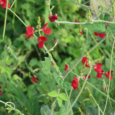 Phasey Bean (Macroptilium lathyroides)
