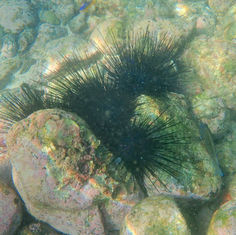 Needle Sea Urchin (Diadema mexicanum)