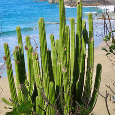 Indian Comb (Pachycereus pecten-aboriginum)
