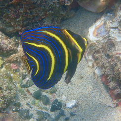 Cortez Angelfish (Pomacanthus zonipectus)